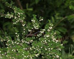 Image result for Baissea viridiflora