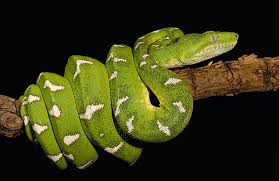 Emerald Tree Boa Corallus Caninus Iphone X Case For Sale By Pete Oxford