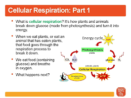 We did not find results for: Seeing Photosynthesis Subtitle Visualizing The Process Step By