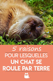Epingle Sur Chats Et Chatons
