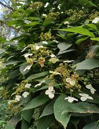 Image result for Hionanthera