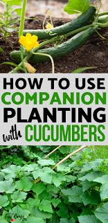 A free companion planting guide to 67 plants, herbs and trees + companion panting chart. The Best Companion Plants For Cucumbers In The Backyard Garden Cucumber Companion Plants Companion Planting Organic Gardening Tips