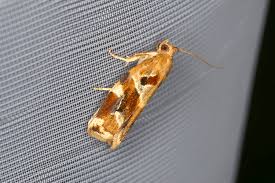 Image result for Archips podanus