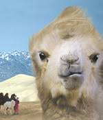 See more of the story of the weeping camel on facebook. The Story Of The Weeping Camel Muenzinger Auditorium Fri November 5 2004 7 00 9 00 International Film Series