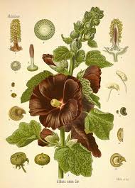It's a good choice for growing as a perennial, as it will reliably regrow each year. A Modern Herbal Hollyhock