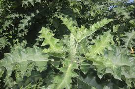 Image result for Acanthus polystachyus