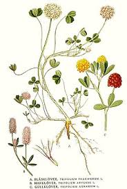 Image result for Trifolium wentzelianum