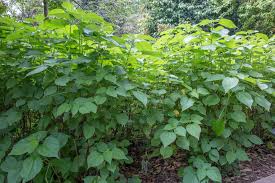 Image result for Boehmeria nivea