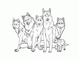 We have close to 100 images for you to choose from and you will find some to be really suitable for each age and stage of people in your family. Realistic Wolf Pack Coloring Pages Novocom Top