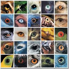 Puzzel Eye Art Eye Drawing Art Reference Photos