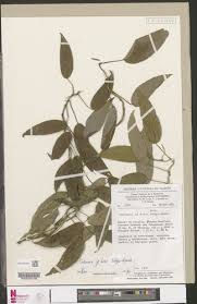 Image result for Culcasia falcifolia