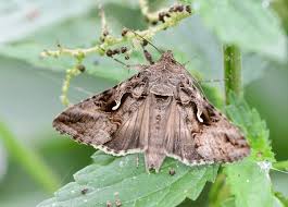 Image result for Autographa gamma