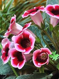 100pcs Bag Gloxinia Seeds Perennial Bonsai Balcony Flower Garden Decoration Bonsai Planting Newchic