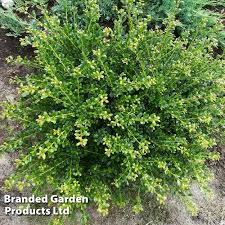 Image result for Hippocratea crenata