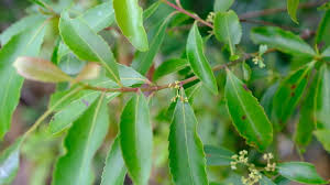 Image result for Catha edulis