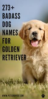 Badass Dog Names For Golden Retriever 273 With Video Petshoper