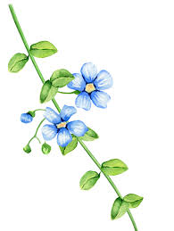 Branch Flower In Flower Cartoon Transparent Flower Branch Flowers Plant Leaves