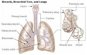 Out Of Breath Lesson Respiratory System Respiratory Bronchial
