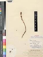 Image result for Rotala tenella