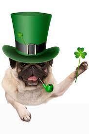 Pin On Pug
