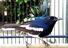 Apabila diperhatikan decu justru ada miripnya dengan burung kacer. Daftar Harga Burung Kacer Terbaru Januari 2021 Update