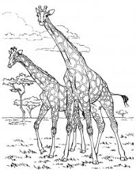 Cute free giraffes coloring page to download. Giraffes Coloring Pages For Adults