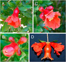 Maybe you would like to learn more about one of these? Flower Position And Size Impact Ovule Number Per Flower Fruitset And Fruit Size In Pomegranate In Journal Of The American Society For Horticultural Science Volume 138 Issue 3 2013