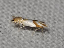 Image result for Phyllonorycter leucographellus