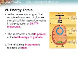 9 1 Cellular Respiration Diagram Quizlet