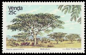 Image result for Albizia adianthifolia