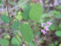 Image result for Desmodium