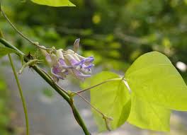 Image result for Amphicarpaea