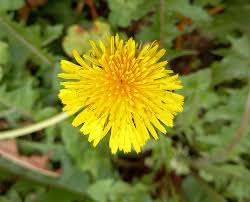Image result for Taraxacum
