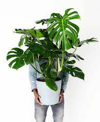 Monstera deliciosa should be transplanted about every two years. Monstera 101 How To Care For Monsteras Bloomscape
