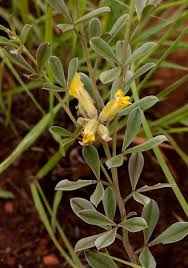 Image result for Pearsonia