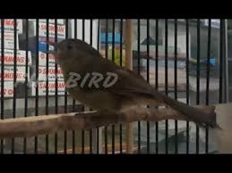 Untuk burung flamboyan jantan dibuktikan dengan paruh bawahnya yang berwarna lebih gelap dari burung flamboyan betina. Langsung Nyaut Flamboyan Bakal Ngeplong Dan Gacor Dengan Kicau Merdu Flamboyan Gacor Ini Youtube