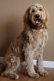 Goldendoodle golden retriever/poodle hybrid dog breed information including pictures, training, behavior, and care of goldendoodles. Why Choose An F1 Goldendoodle Ebknows