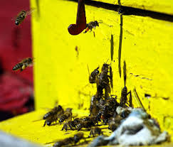 6584 beach dr sw ocean isle beach, nc 28469. Residential Commercial Industrial Best Termite Control Pest Control Services In Ocean Isle Beach Sc
