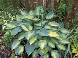 Schöne blattstauden wie farne & funkien gibt's bei gärtner pötschke. Murray S Hosta Farm Posts Facebook