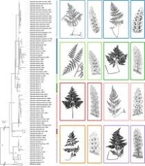 Image result for Dennstaedtiaceae