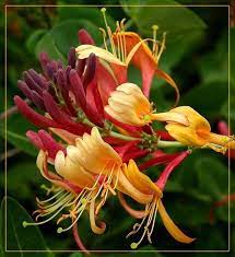 Multi Color Honeysuckle Honeysuckle Flower Beautiful Flowers Amazing Flowers