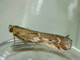 Image result for Delplanqueia inscriptella