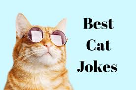 Feline Funny Purrfect We Ve Got The 50 Best Cat Jokes Fur You Right Meow In 2020 Cat Jokes Dog Jokes Funny Cat Jokes