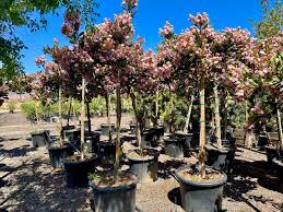 Image result for Rhaphiostylis