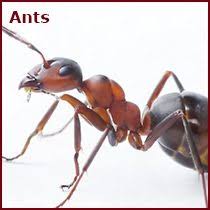 Advanced pest related services has been servicing the central florida area since 2001. Advanced Pest Solutions And Control Bartlesville Owasso Ok