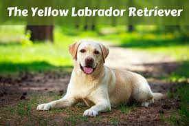 Yellow Labrador Retriever Facts - Labrador Training HQ