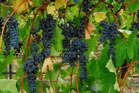 Gambar buah buah buahan memiliki isinya berwarna putih dan rasanya manis buah ini bertangkai seperti segugus anggur. 10 Manfaat Anggur Hitam Mulai Fungsi Otak Hingga Kulit