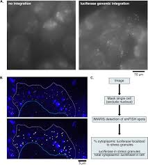 We did not find results for: Rna Partitioning Into Stress Granules Is Based On The Summation Of Multiple Interactions Biorxiv