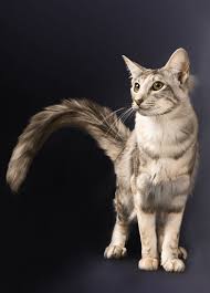 Oriental Longhair Pictures Oriental Shorthair Cat Is A Breed Of Domestic Cat That Is Oriental Shorthair Cats Oriental Shorthair Oriental Shorthair Kittens