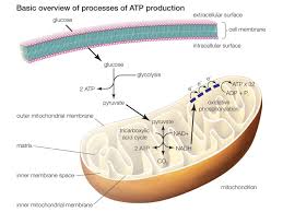 Water math(h_2o)/math and glucose math(c_6h_12o_6). Learn About The 3 Main Stages Of Cellular Respiration